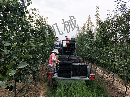 蘑菇视频在线免费播放