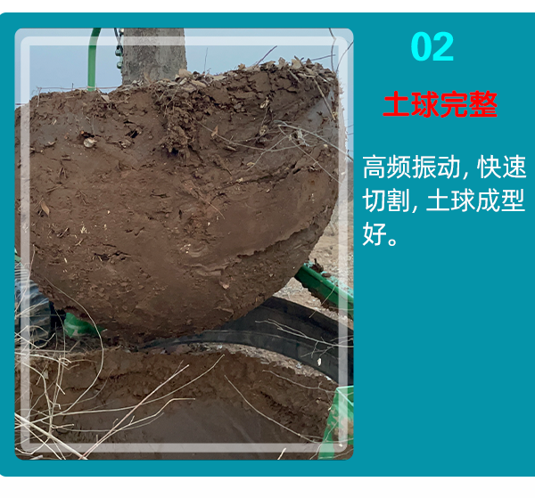 蘑菇成人电影